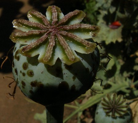 Flower spore