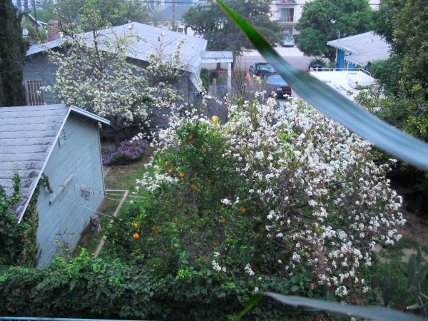 Orange Tree